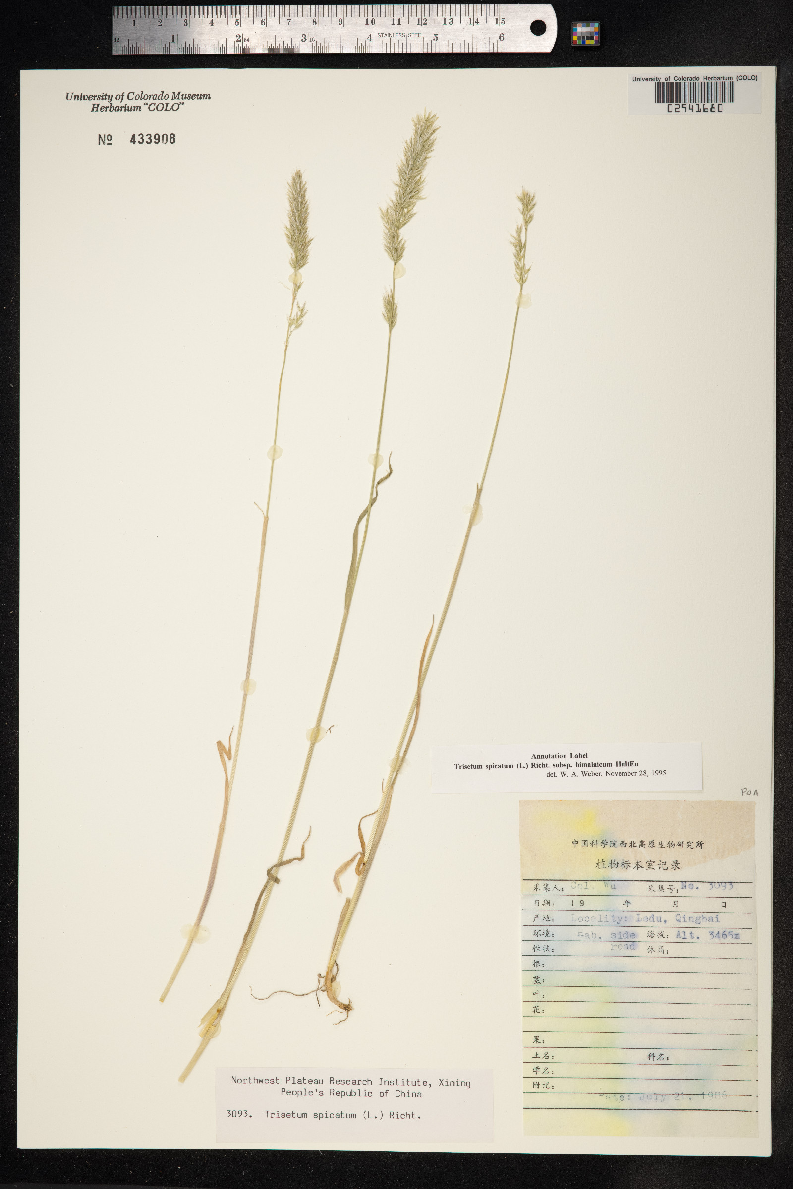 Trisetum spicatum image
