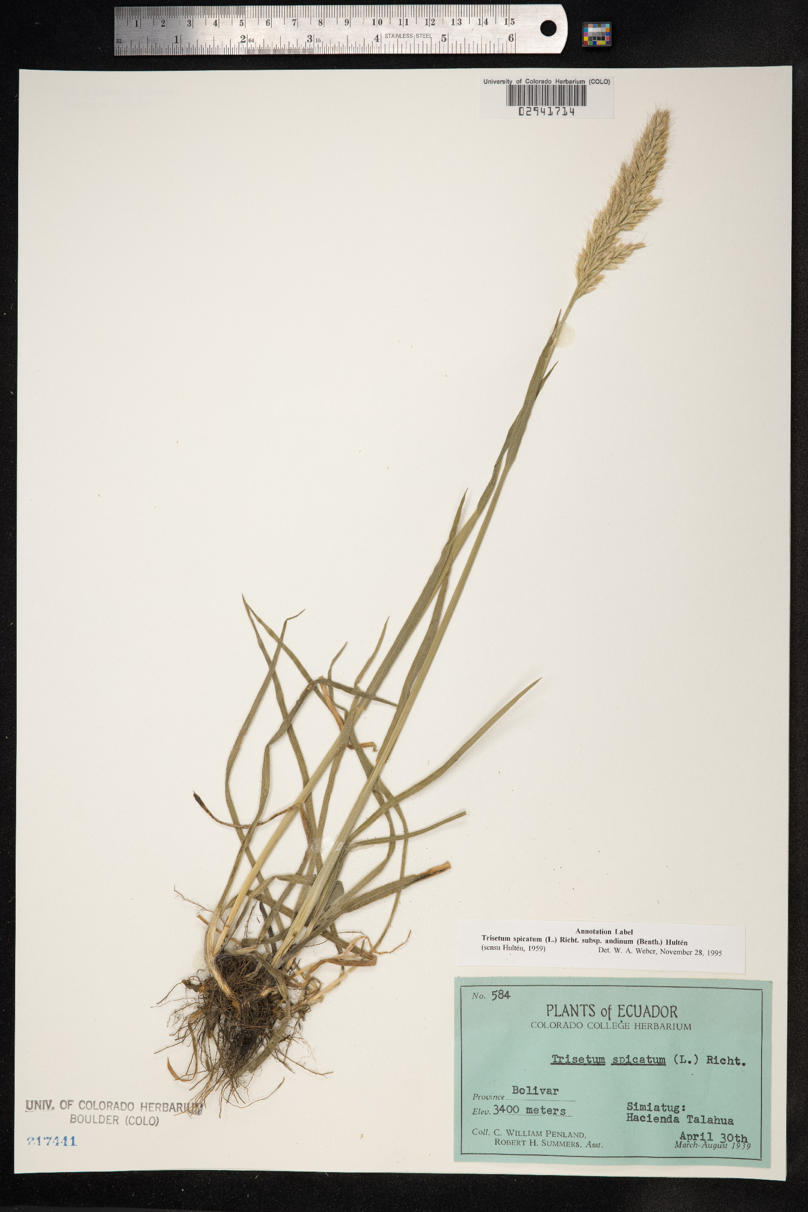 Trisetum spicatum image