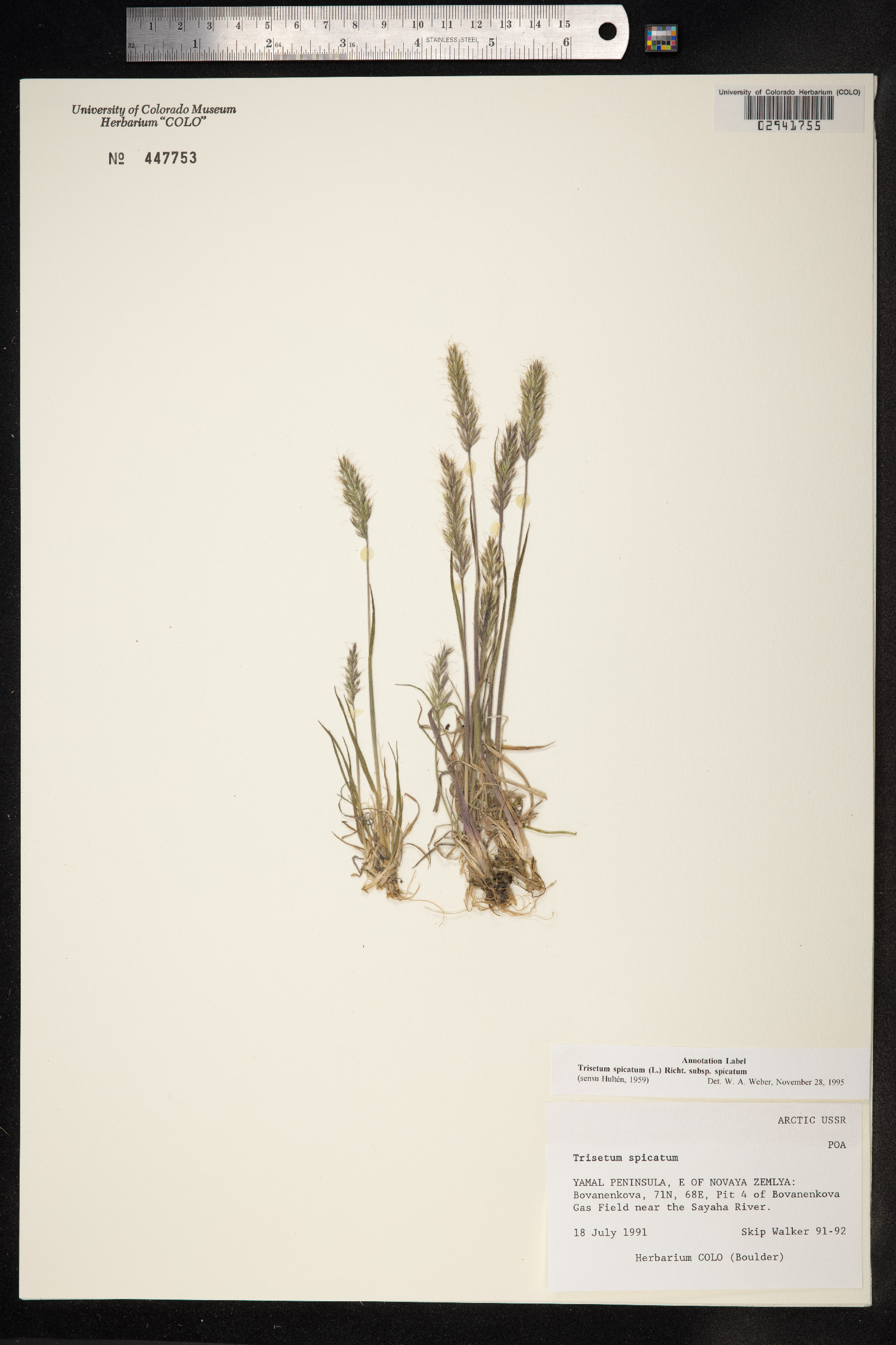 Trisetum spicatum image