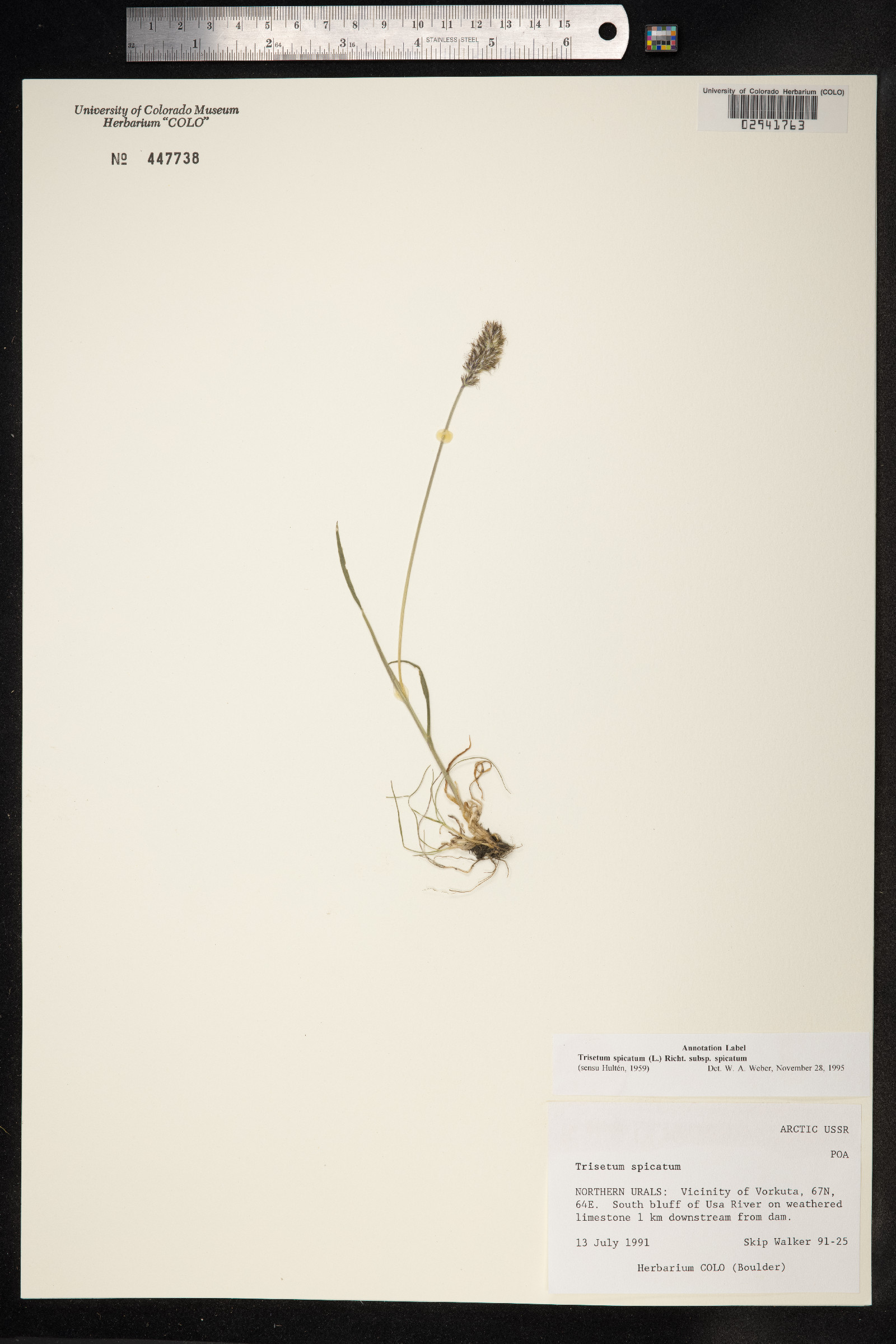 Trisetum spicatum image