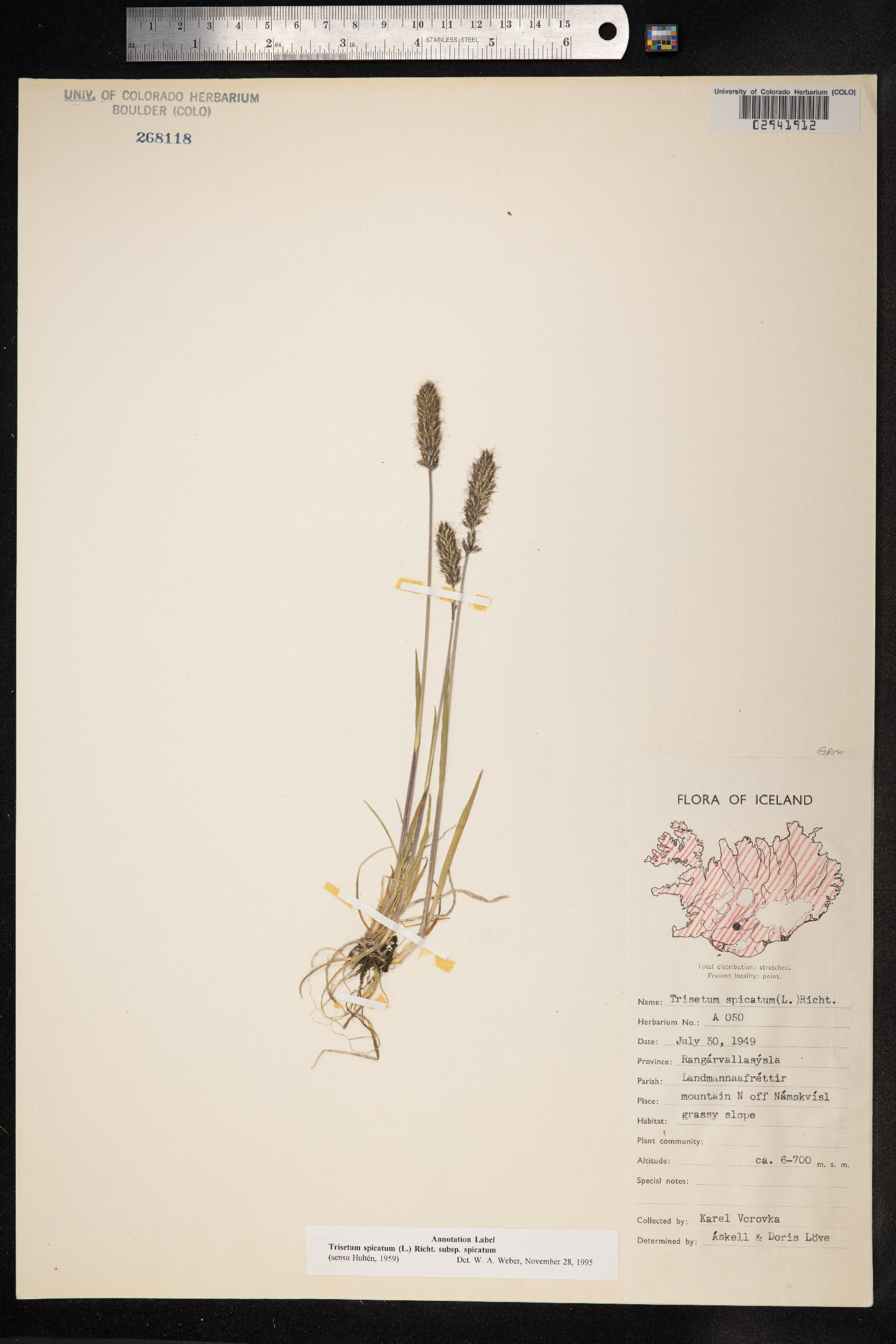 Trisetum spicatum image