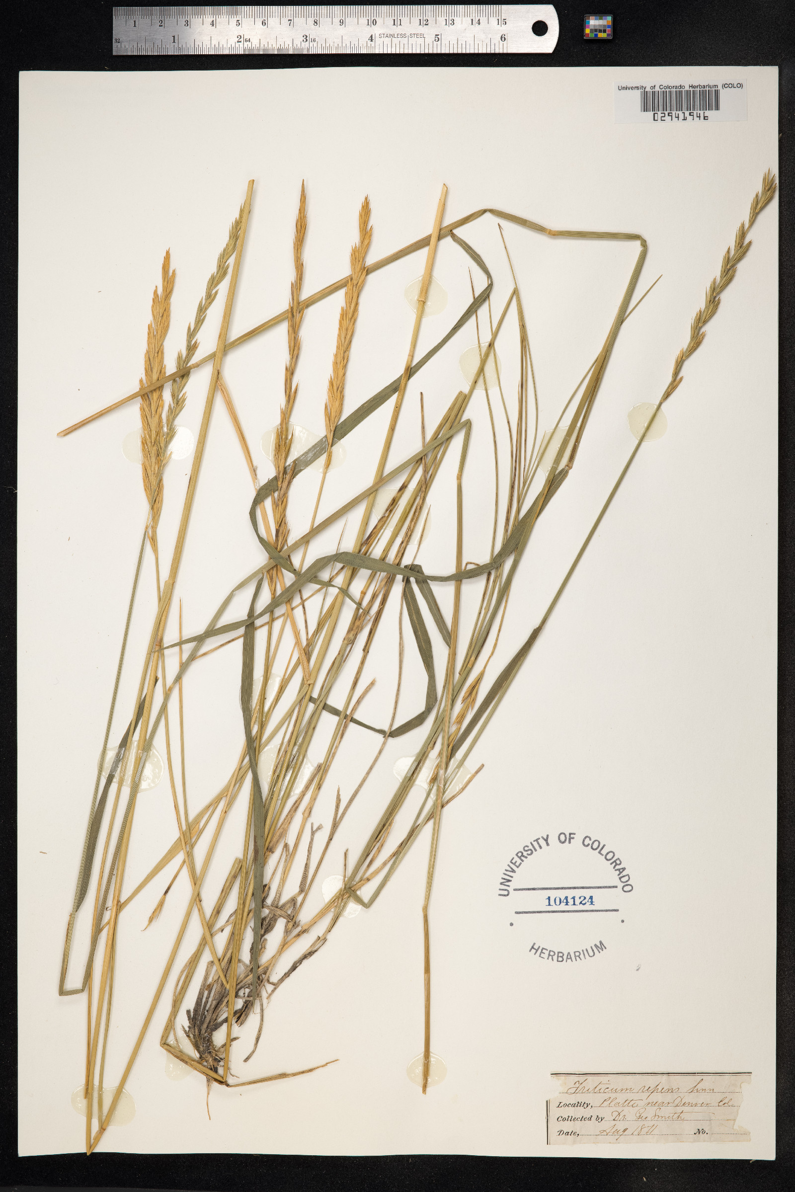 Elymus repens image