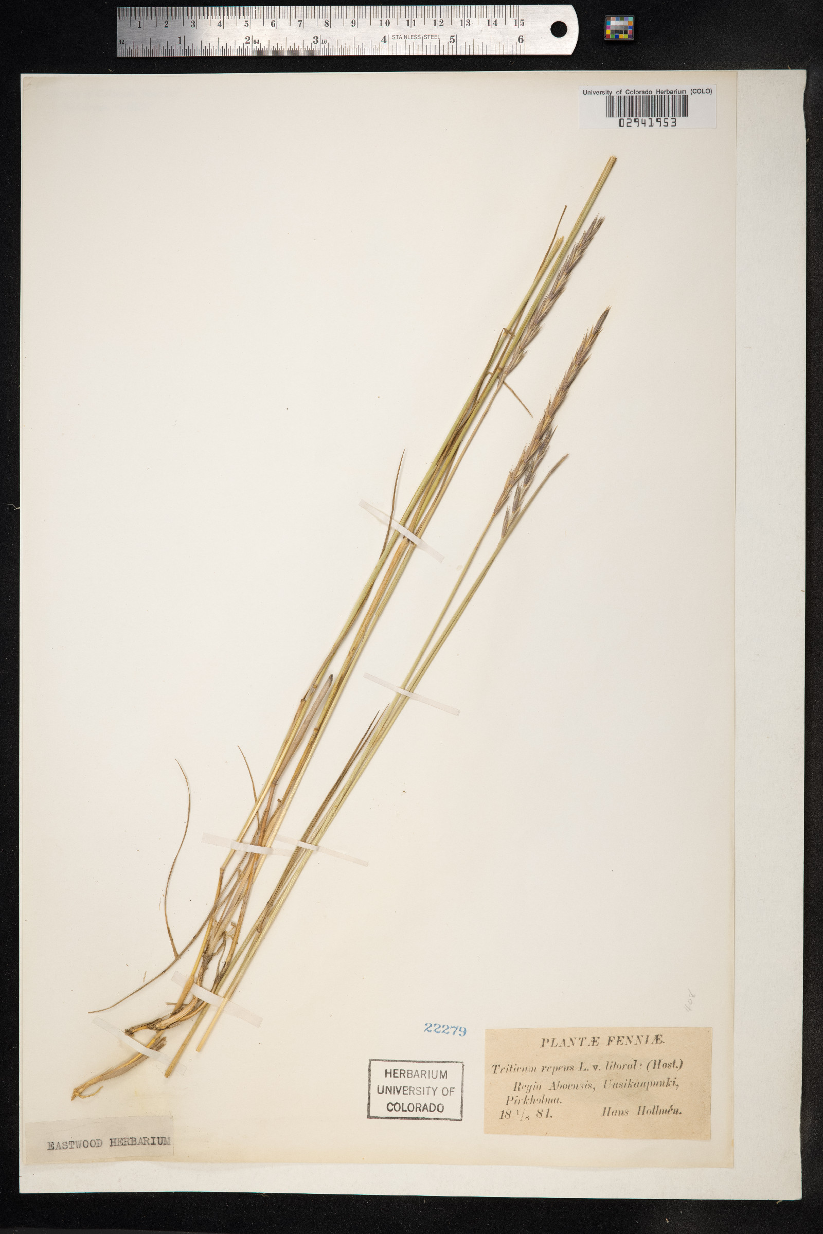 Elymus repens image