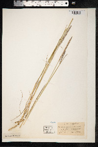 Elymus repens image