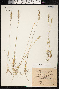 Trisetum spicatum image