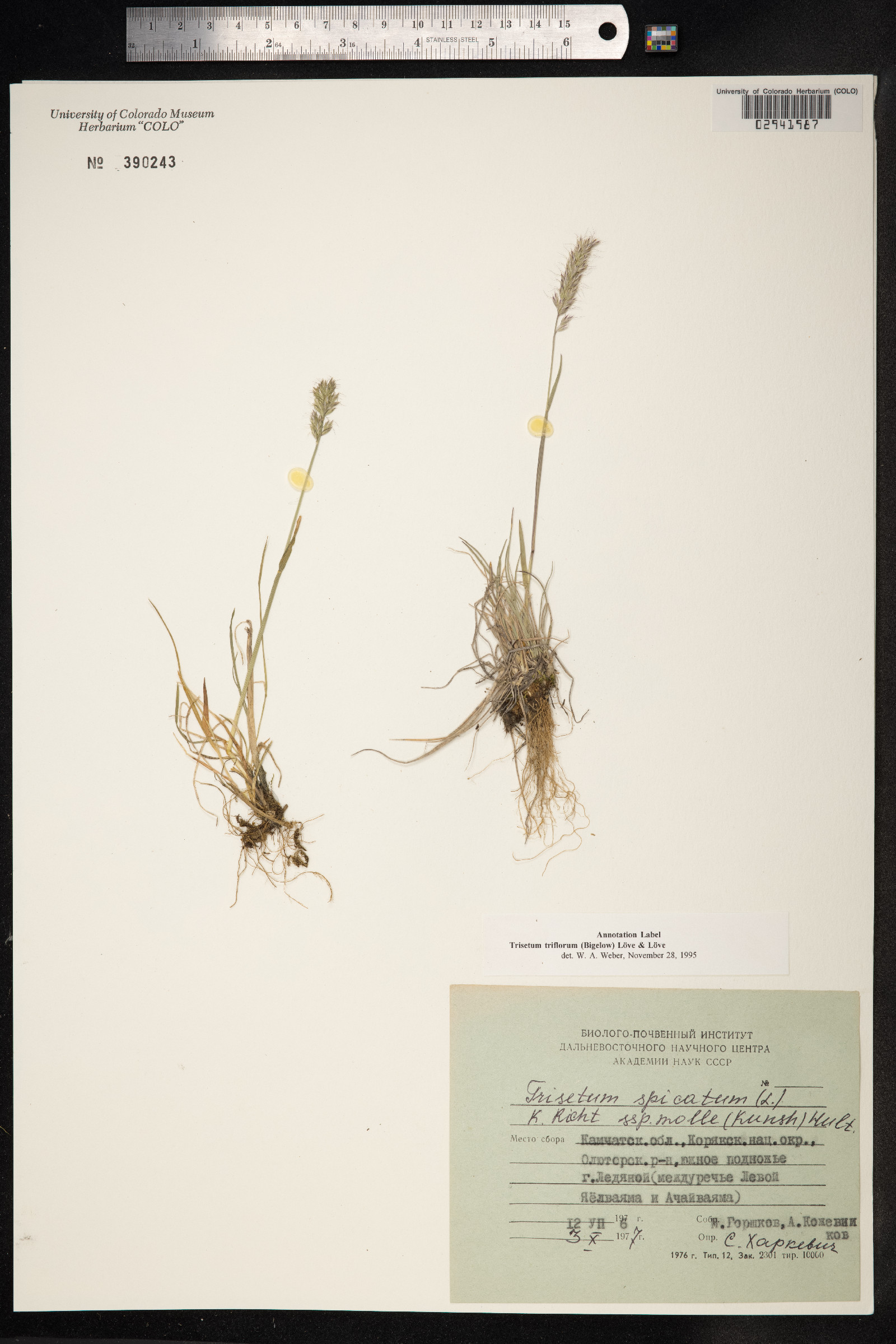Trisetum spicatum image