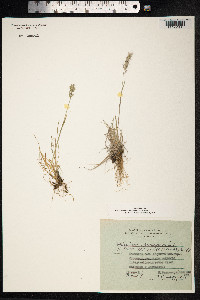 Trisetum spicatum image