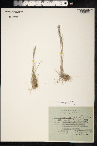 Trisetum spicatum image