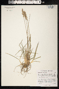 Trisetum spicatum image