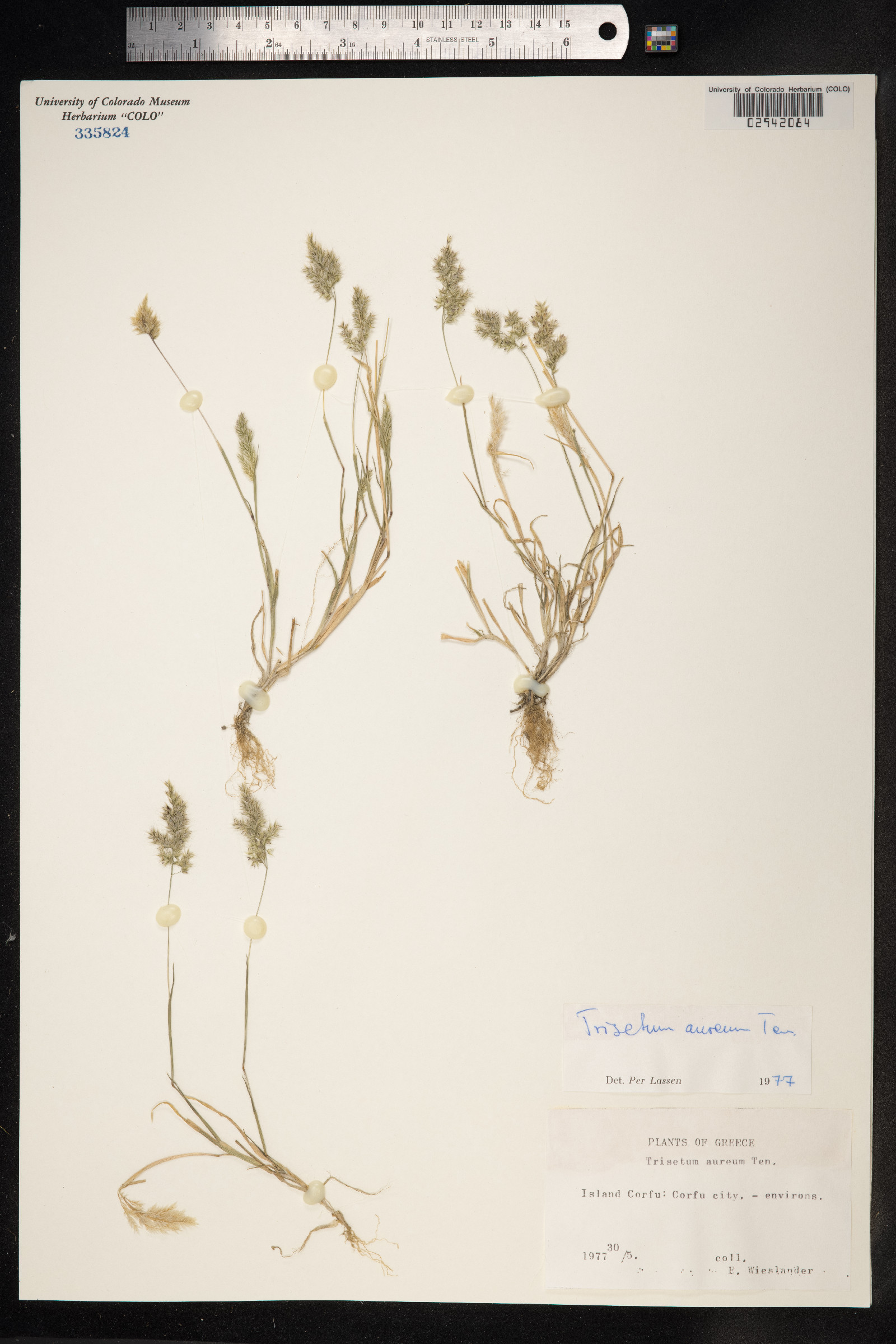 Trisetum aureum image