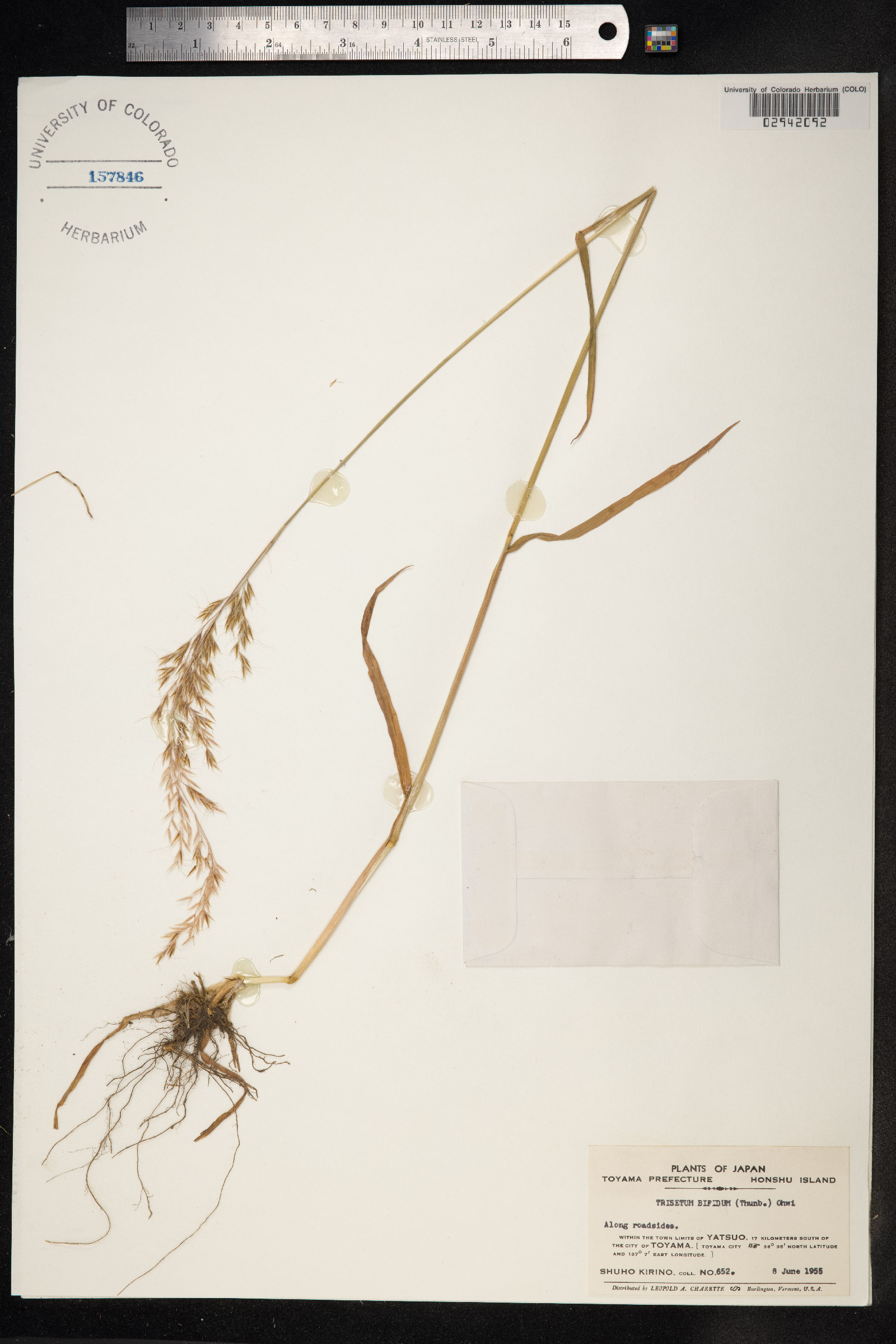 Trisetum image