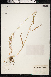 Image of Trisetum bifidum