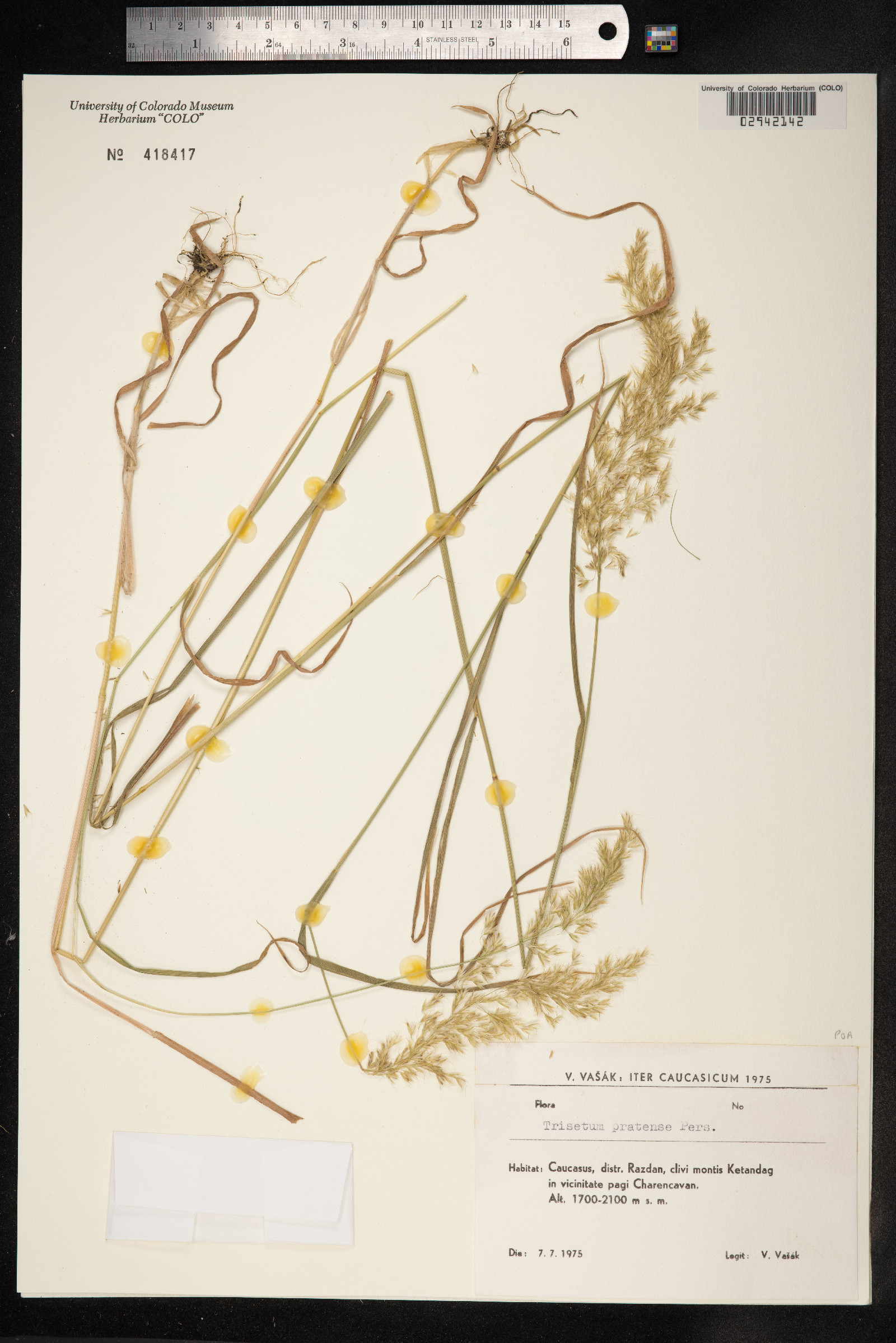 Trisetum flavescens image
