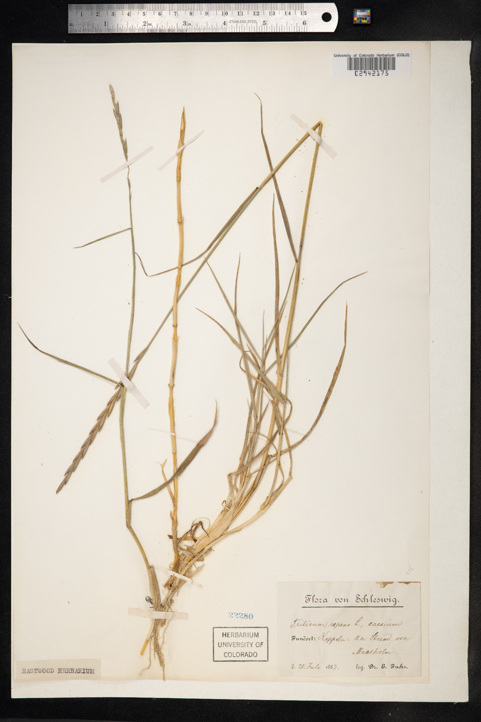 Elymus repens image