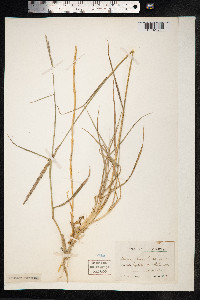 Elymus repens image