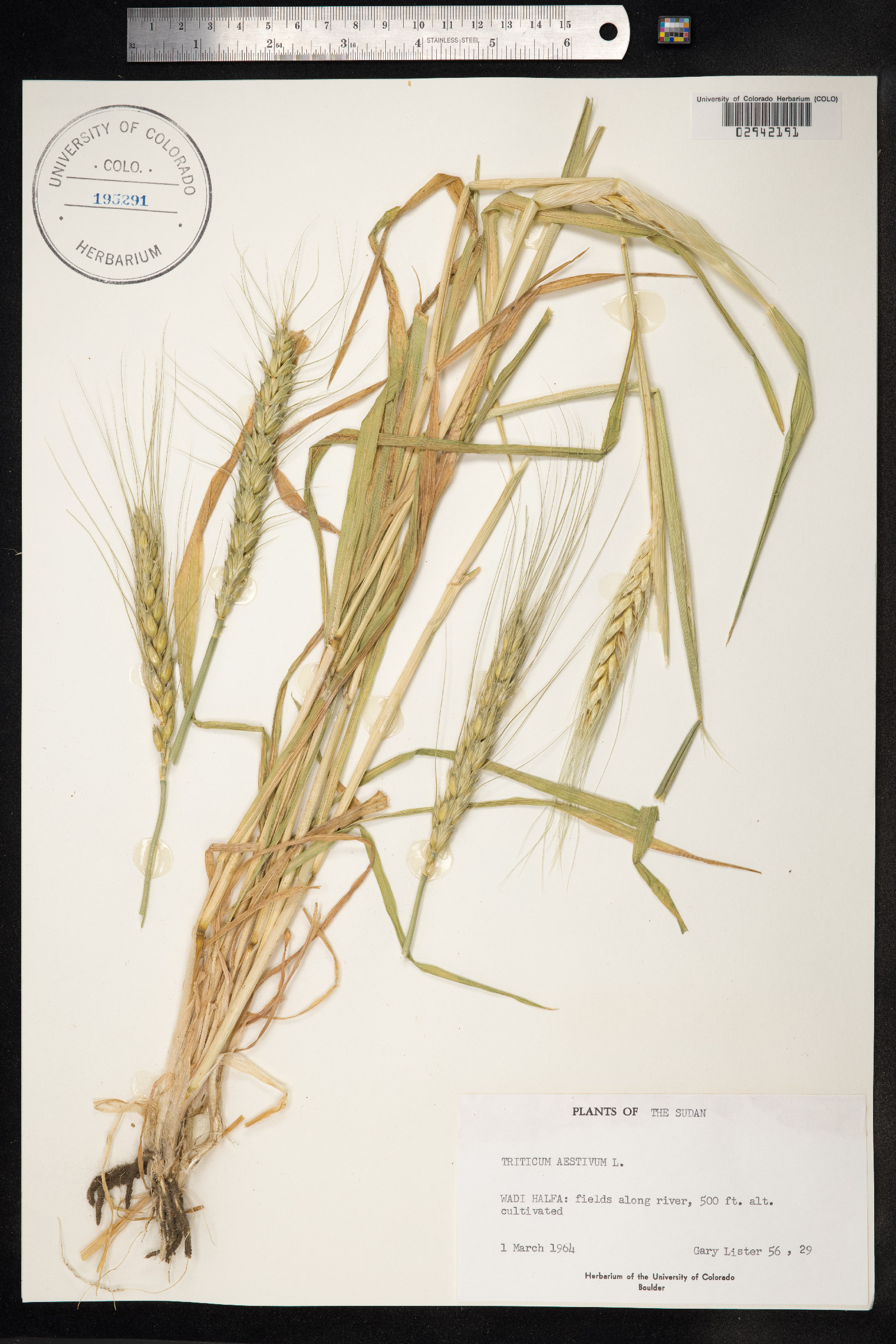 Triticum image