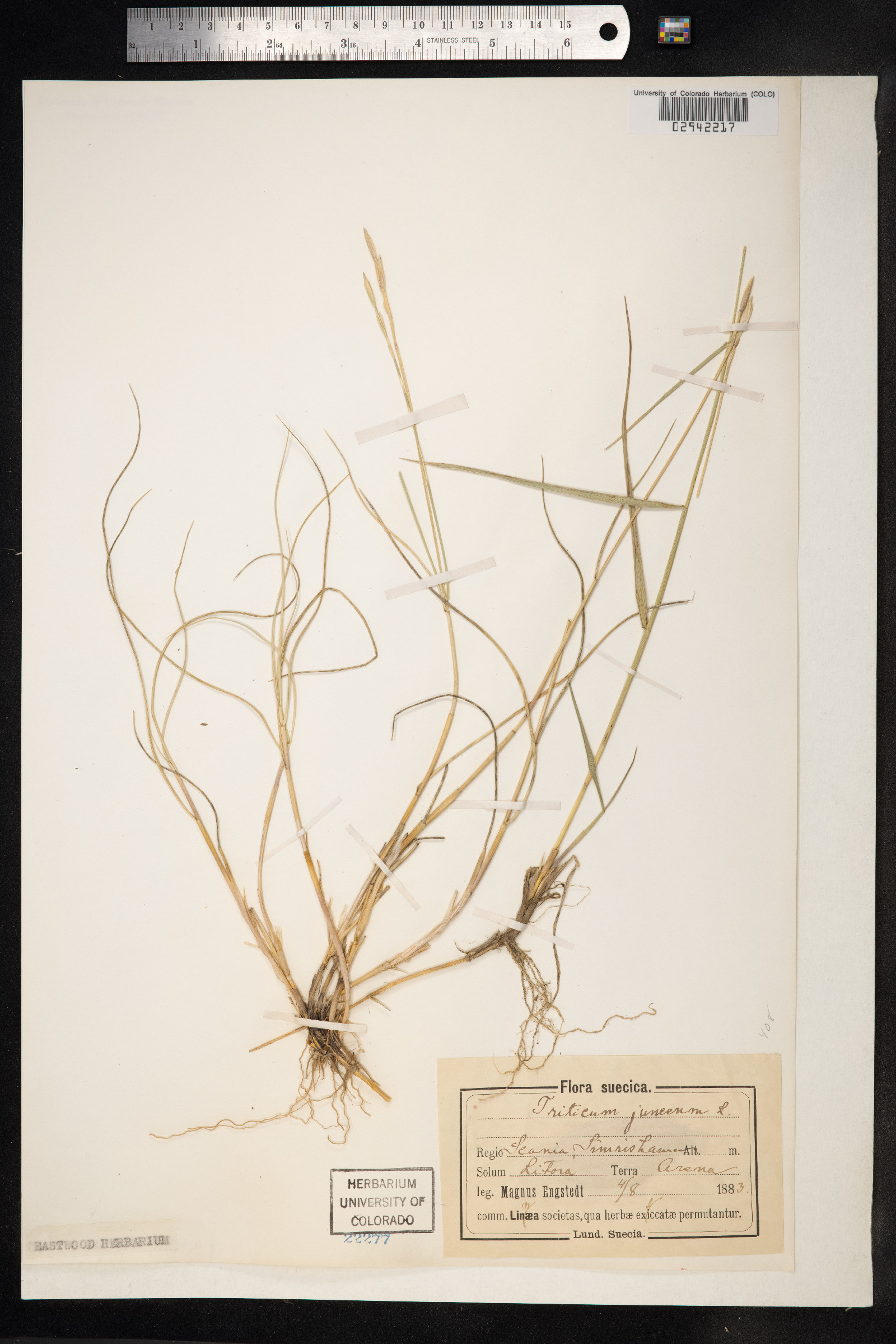 Thinopyrum image