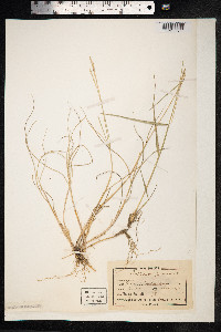 Thinopyrum junceum image
