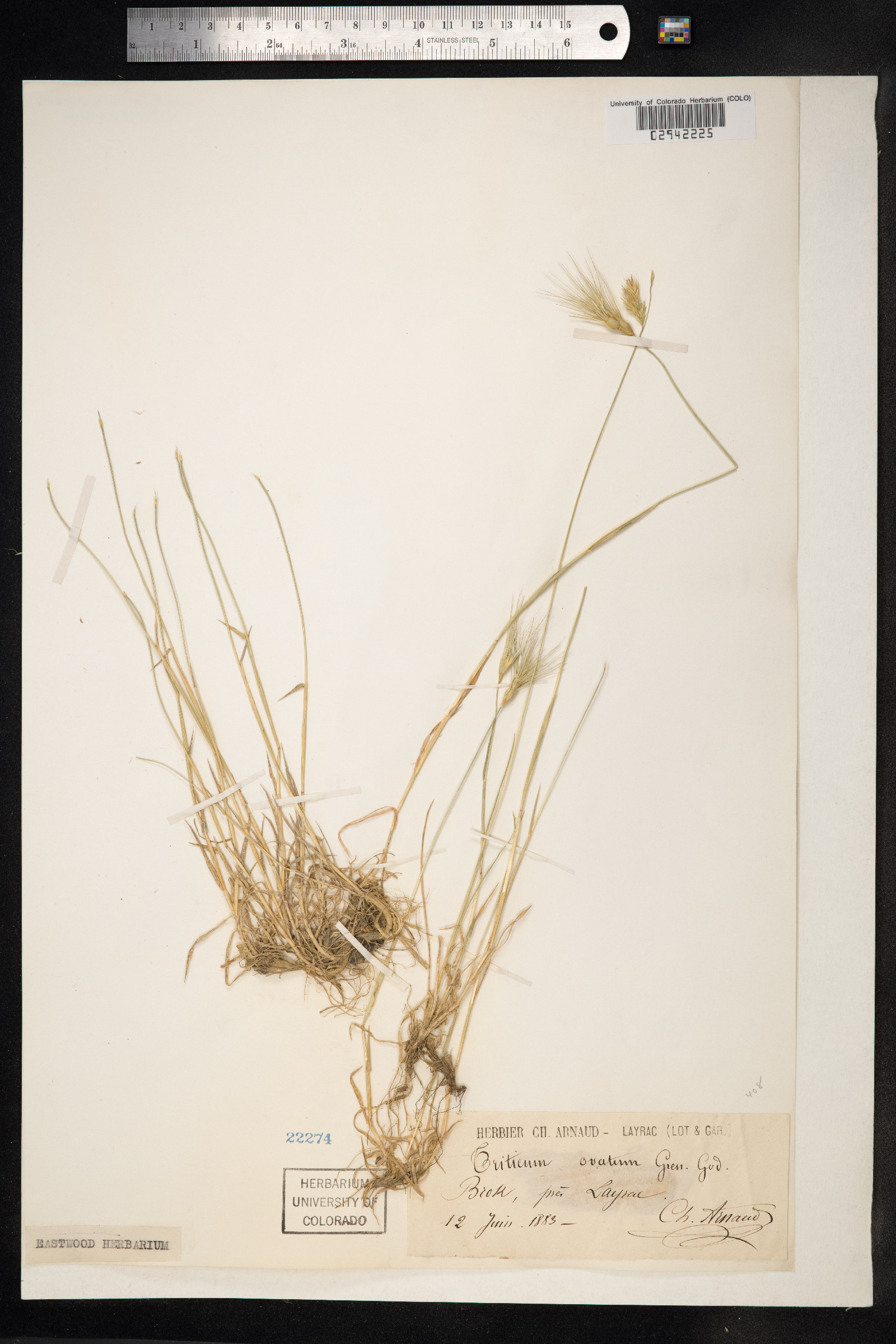 Triticum image
