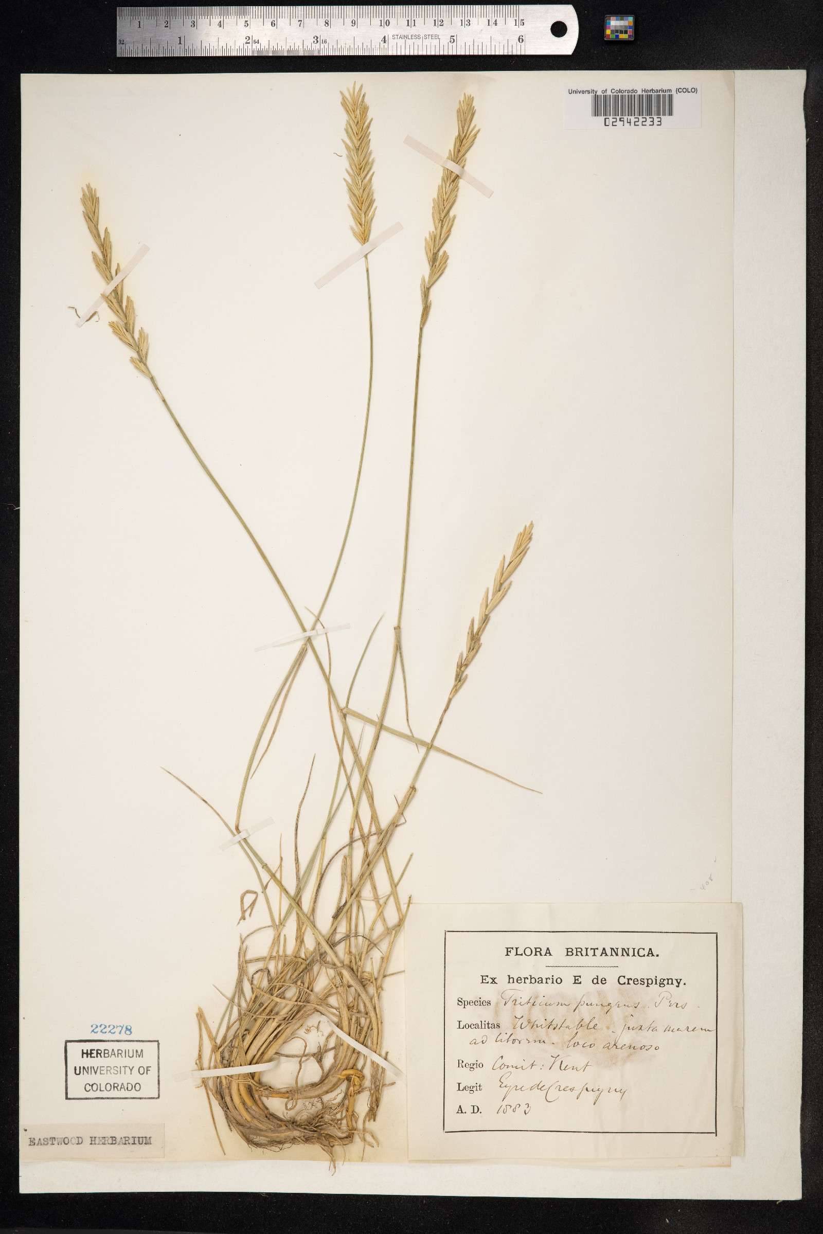 Thinopyrum pungens image