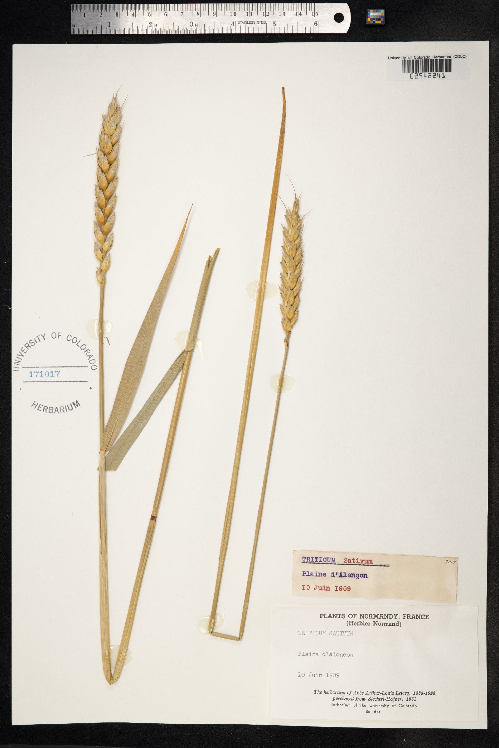 Triticum aestivum image