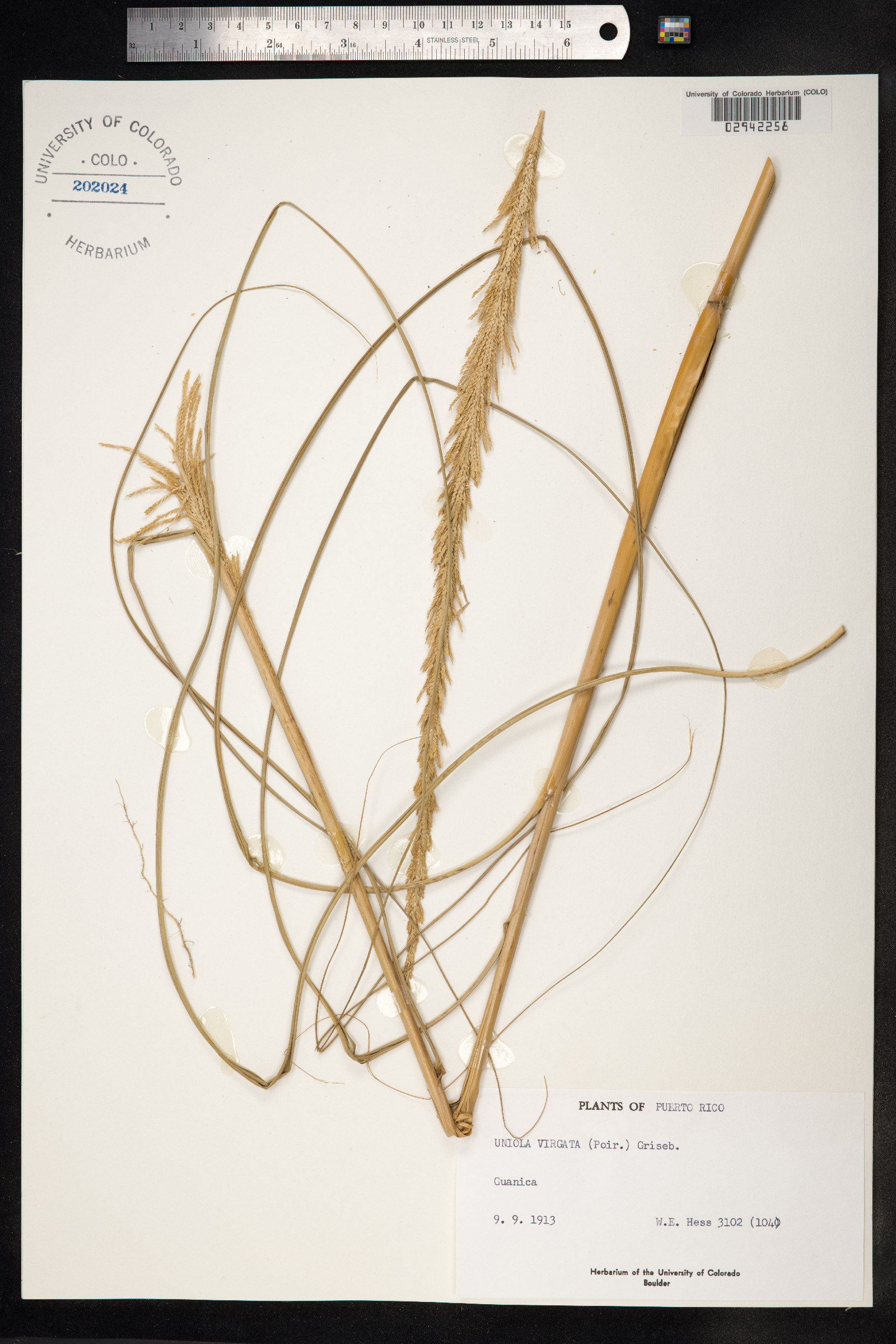 Uniola virgata image