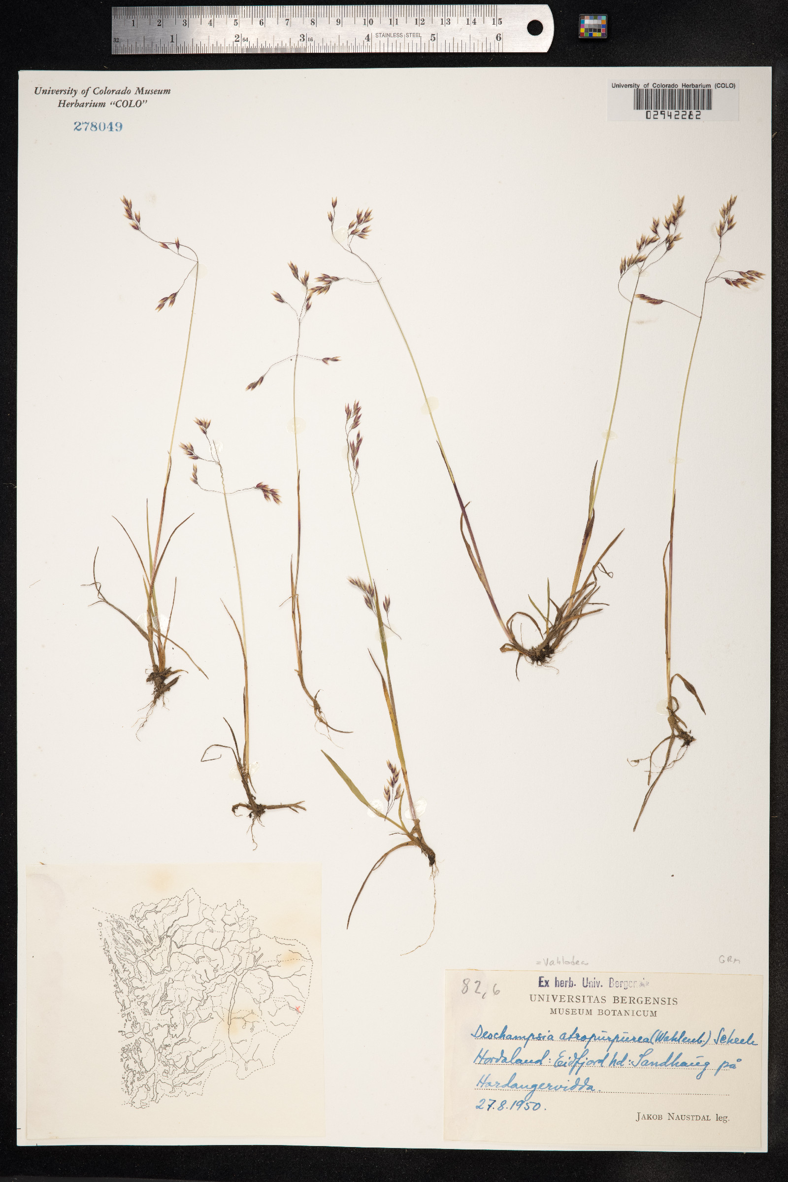 Vahlodea atropurpurea image