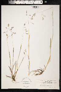 Vahlodea atropurpurea image