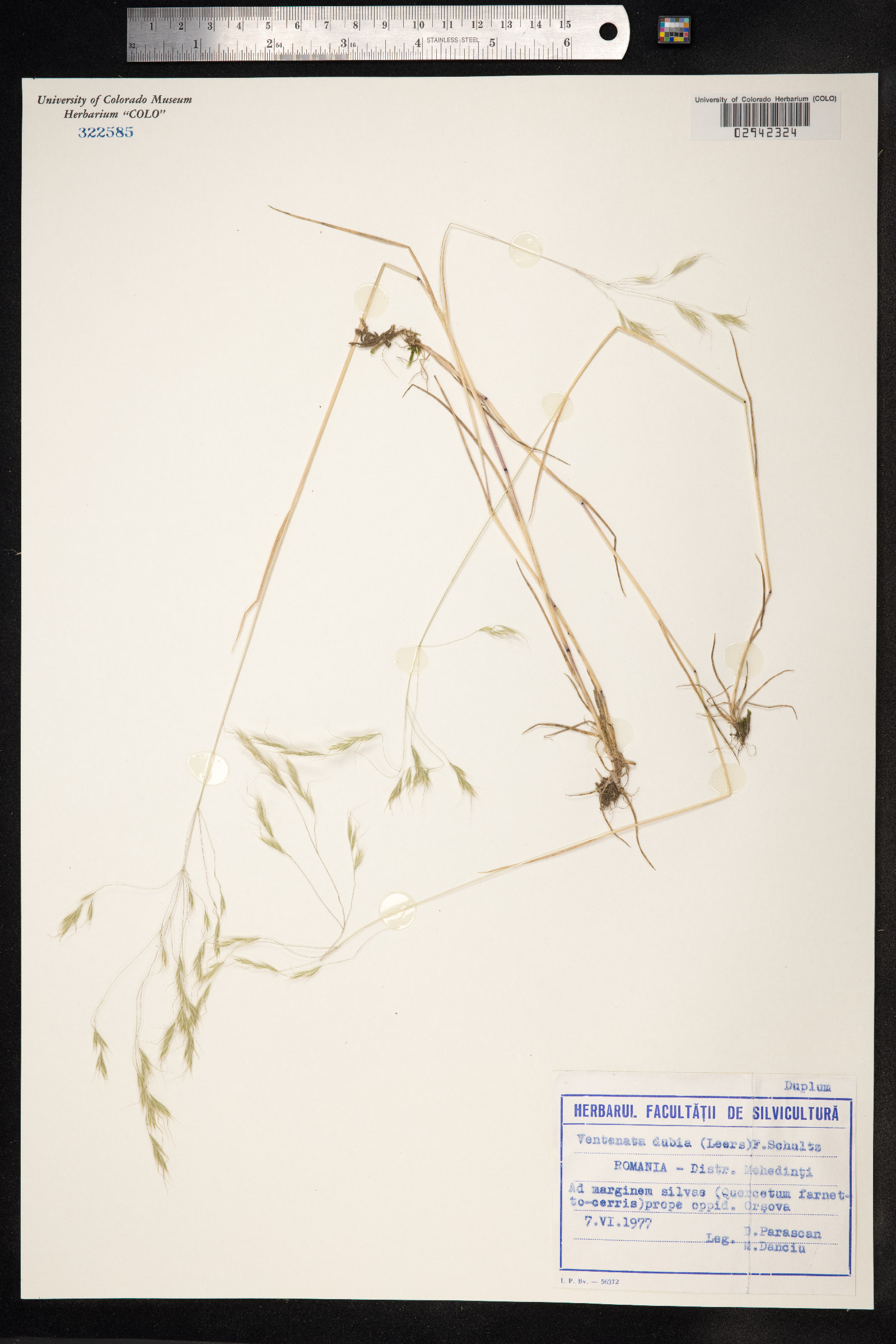 Ventenata dubia image