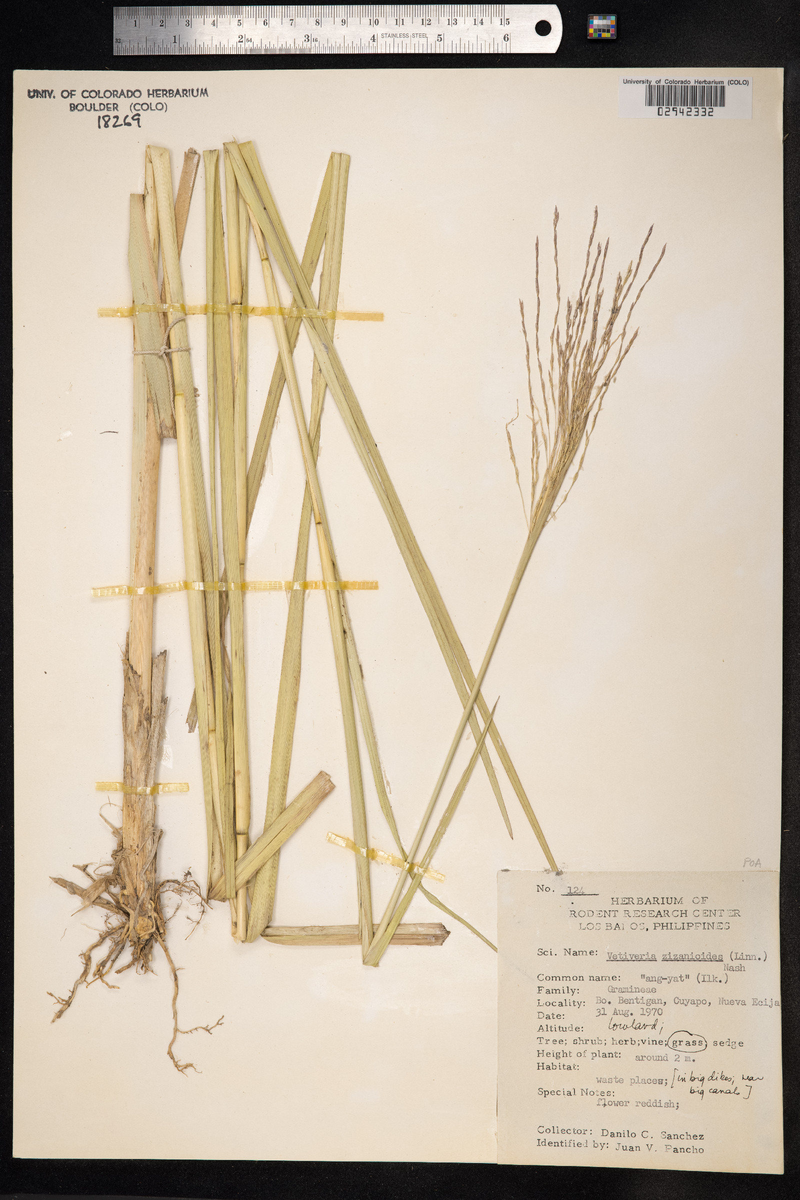 Chrysopogon zizanioides image