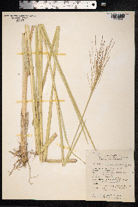 Chrysopogon zizanioides image