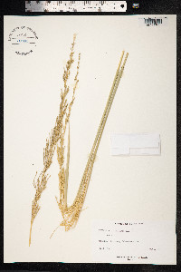 Chrysopogon zizanioides image