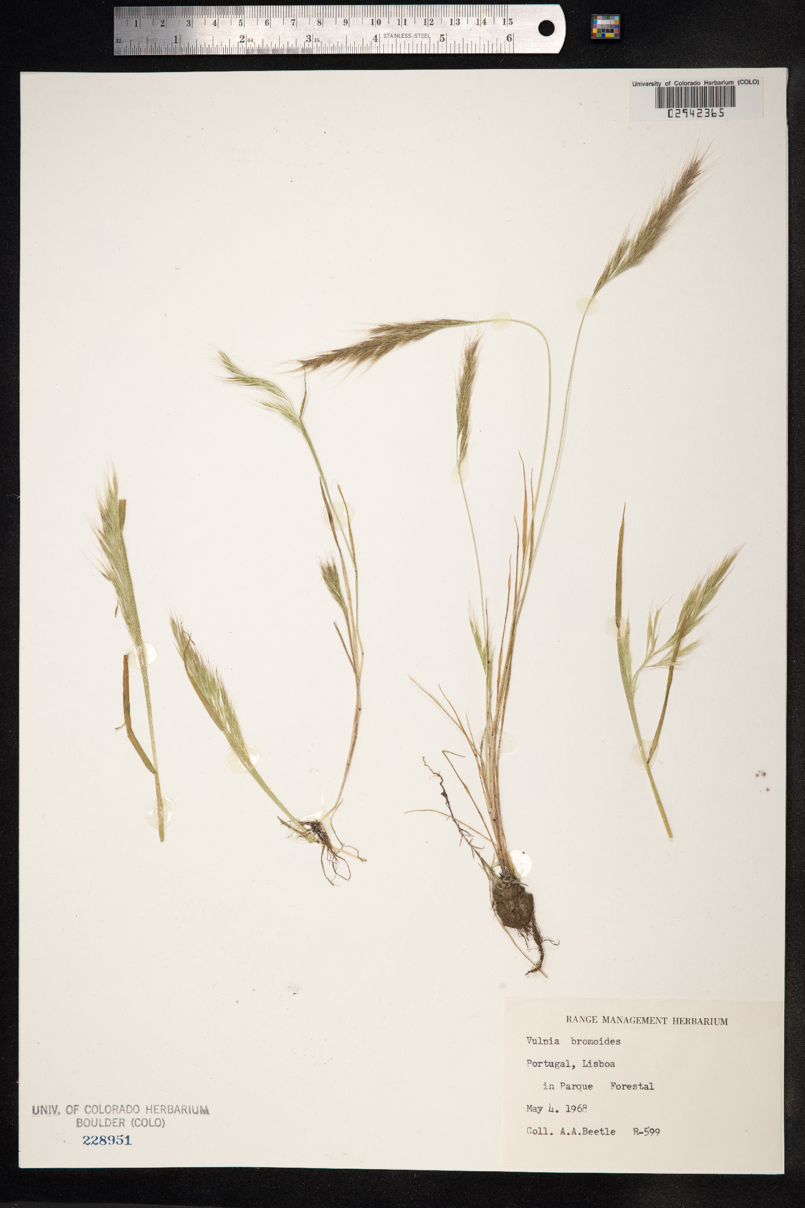 Vulpia bromoides image