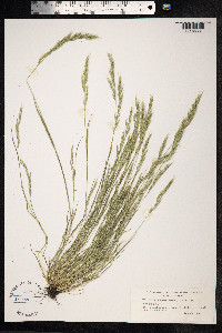 Vulpia bromoides image