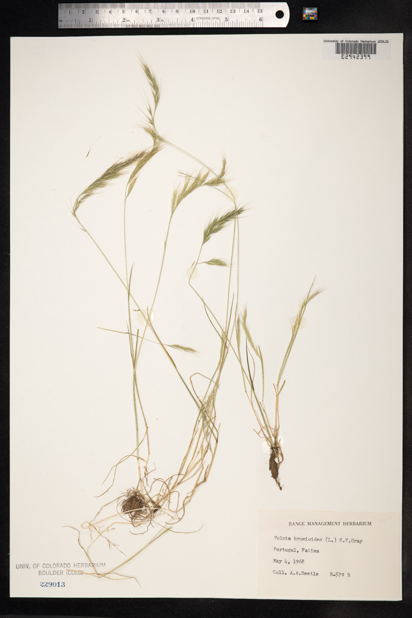 Vulpia bromoides image