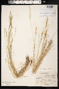 Vulpia bromoides image