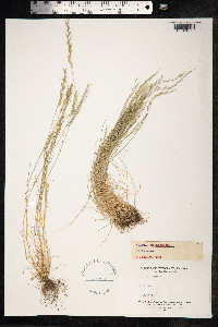 Vulpia bromoides image