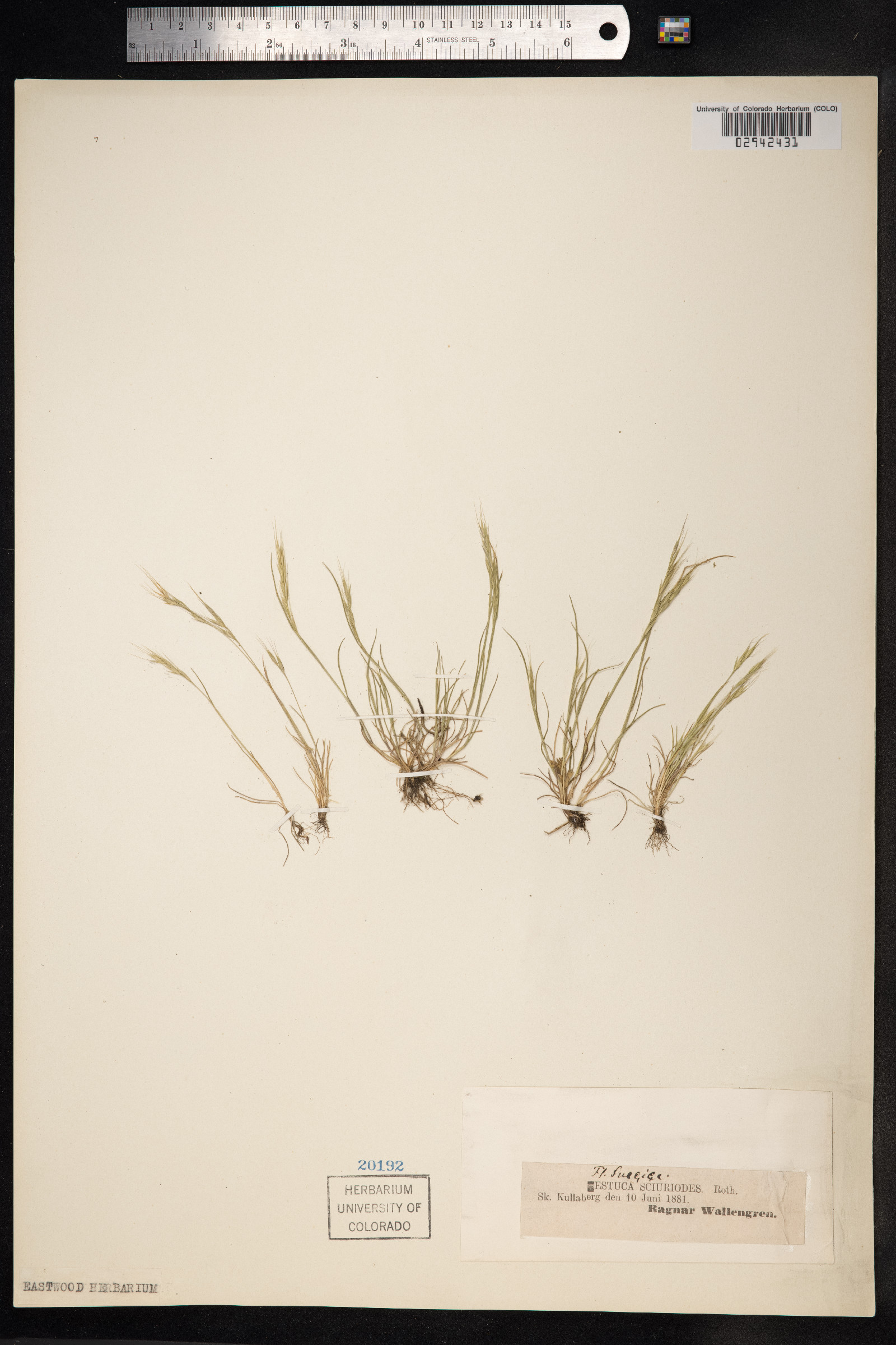 Vulpia bromoides image