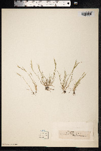 Vulpia bromoides image