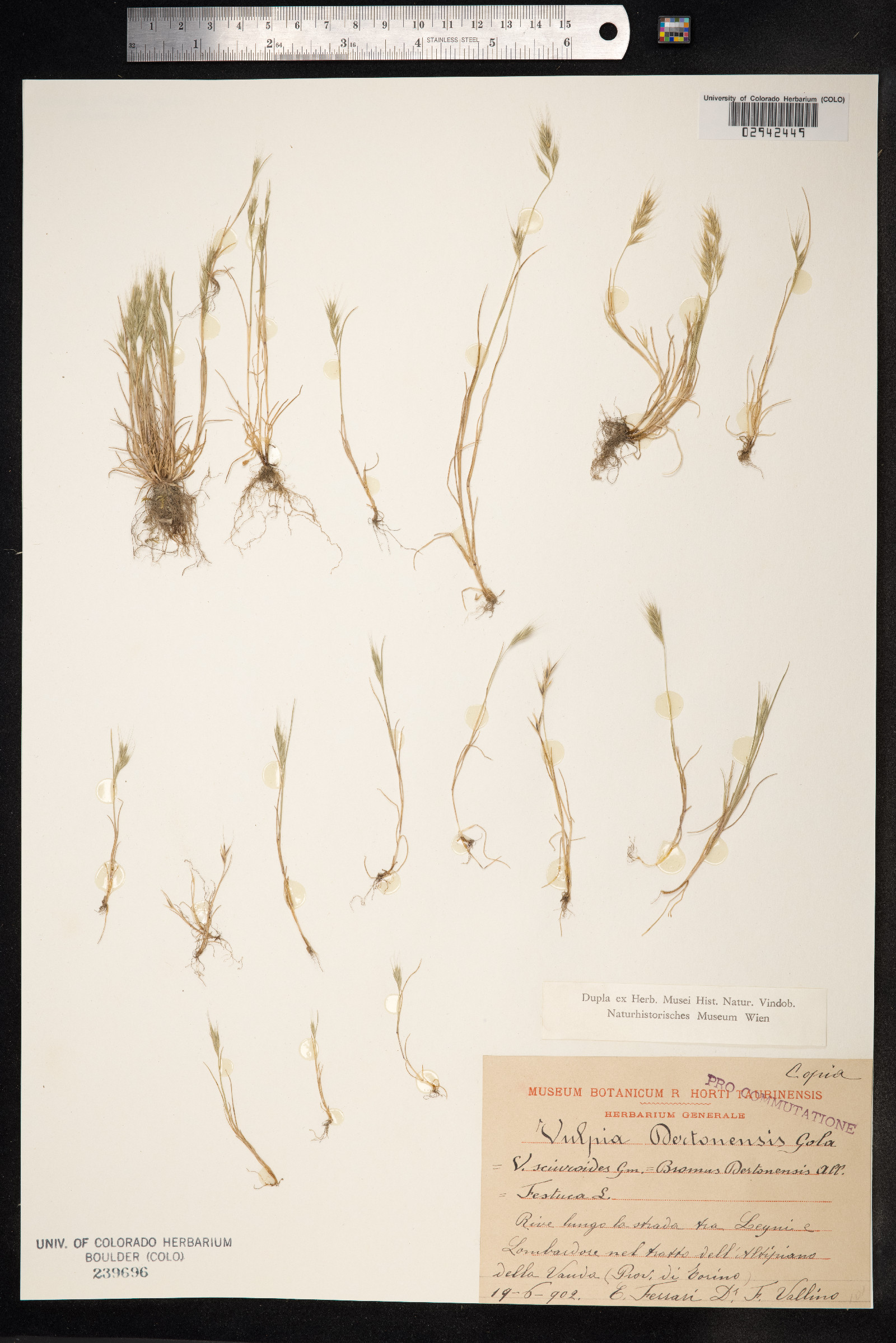 Vulpia bromoides image