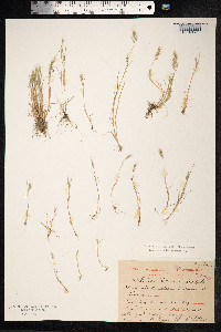 Vulpia bromoides image