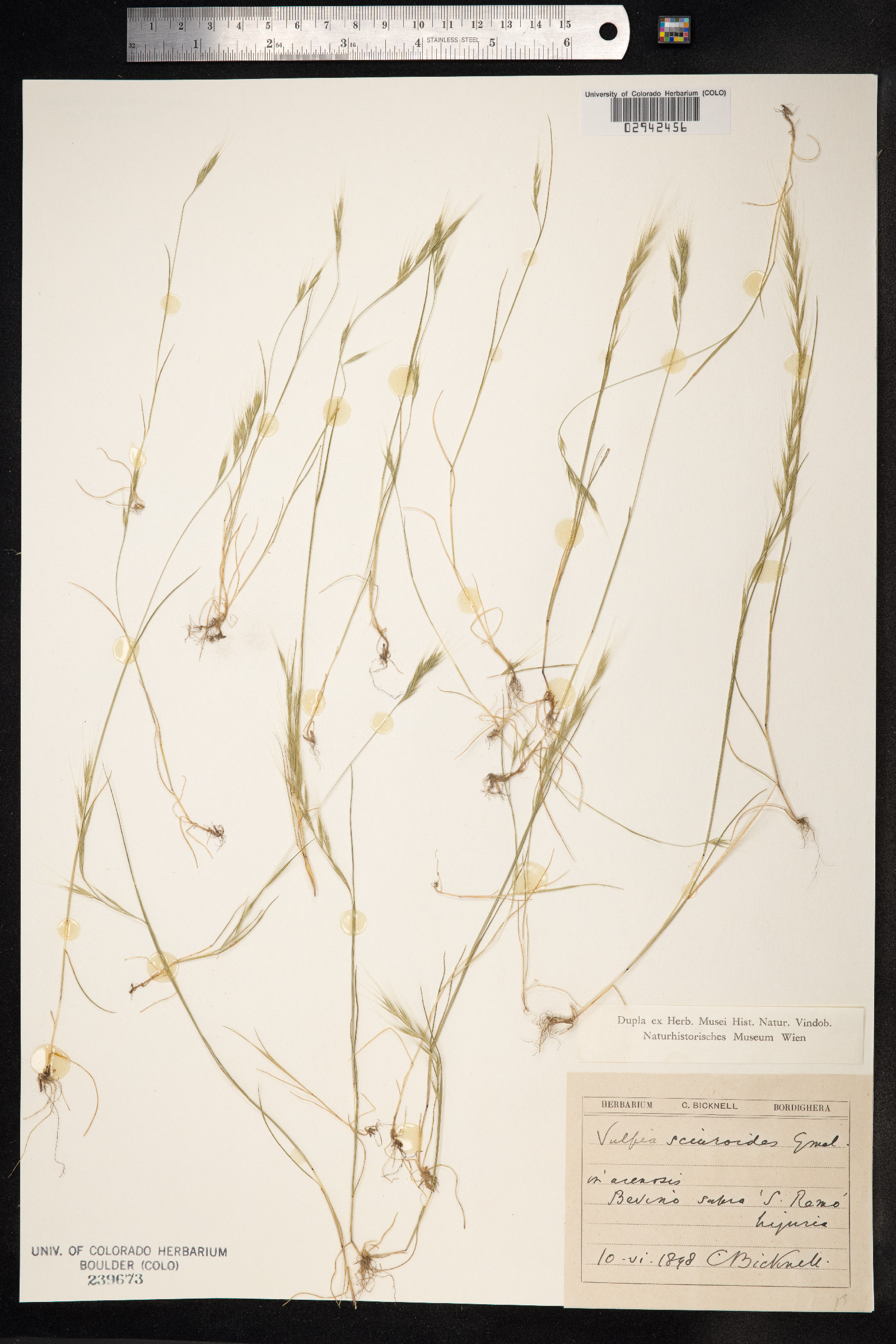 Vulpia bromoides image