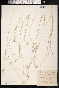 Vulpia bromoides image
