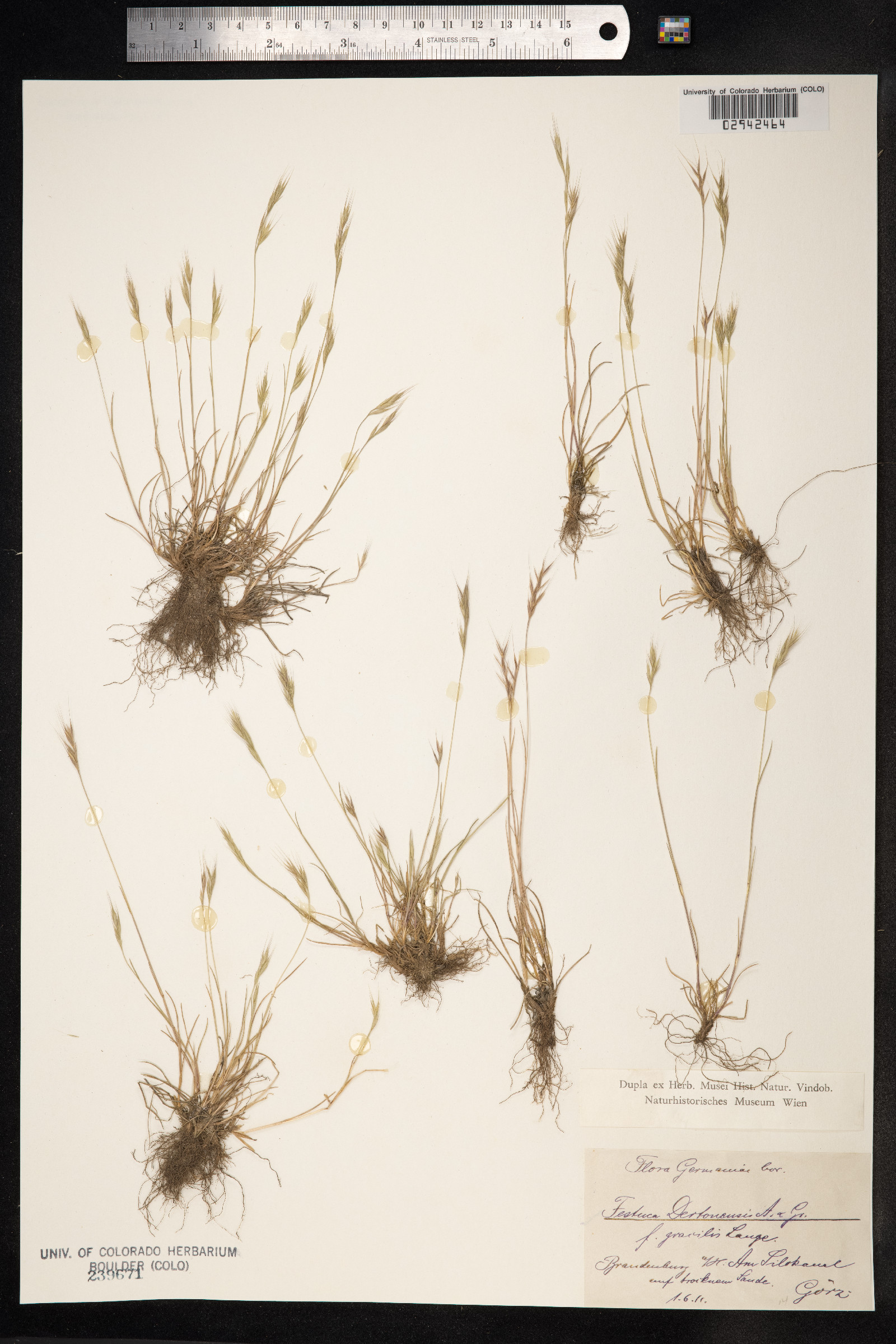 Vulpia bromoides image