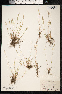 Vulpia bromoides image