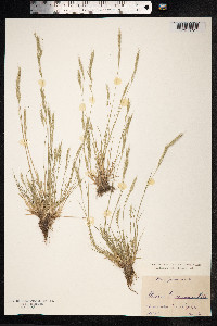 Vulpia bromoides image