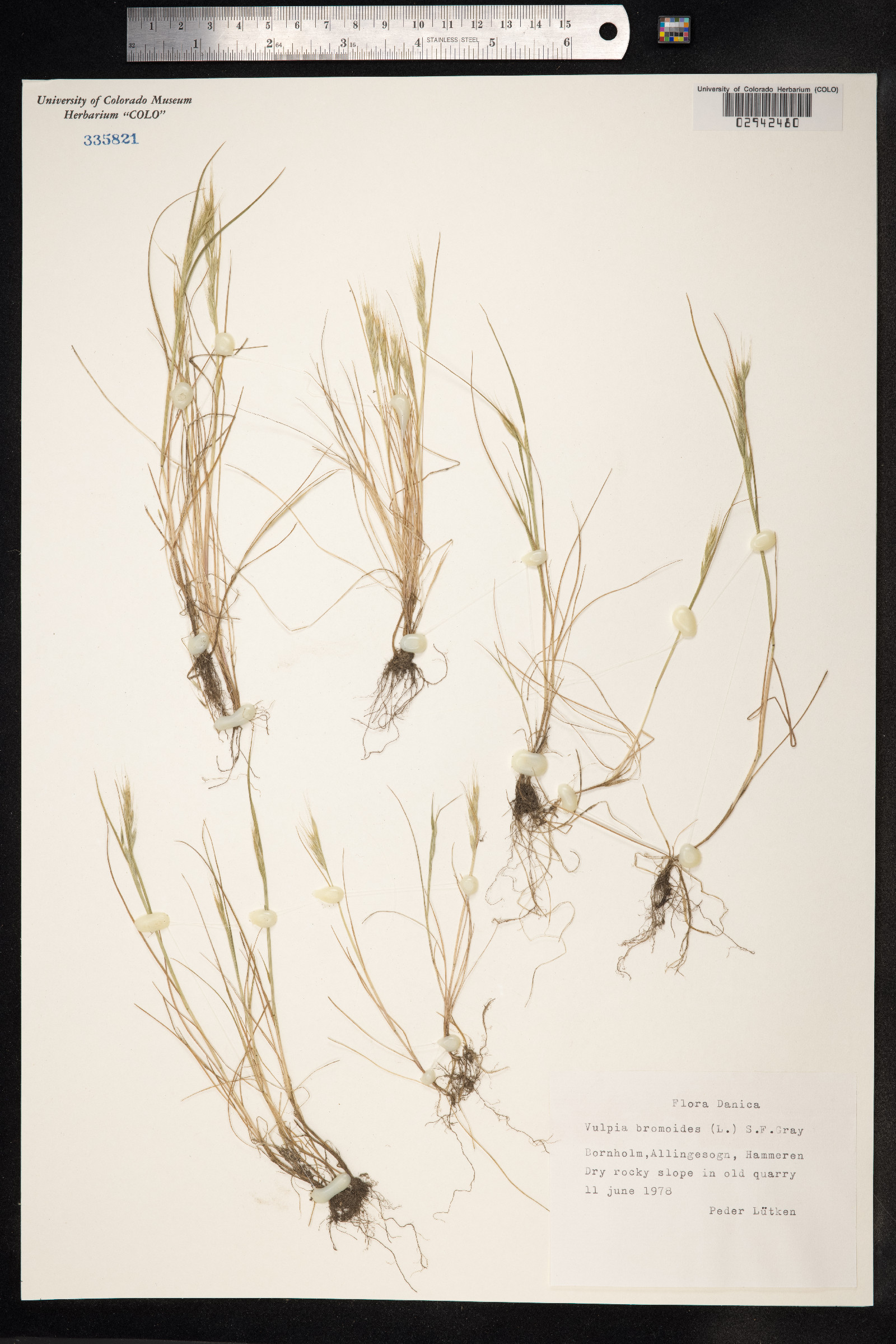 Vulpia bromoides image