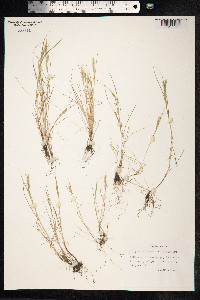 Vulpia bromoides image