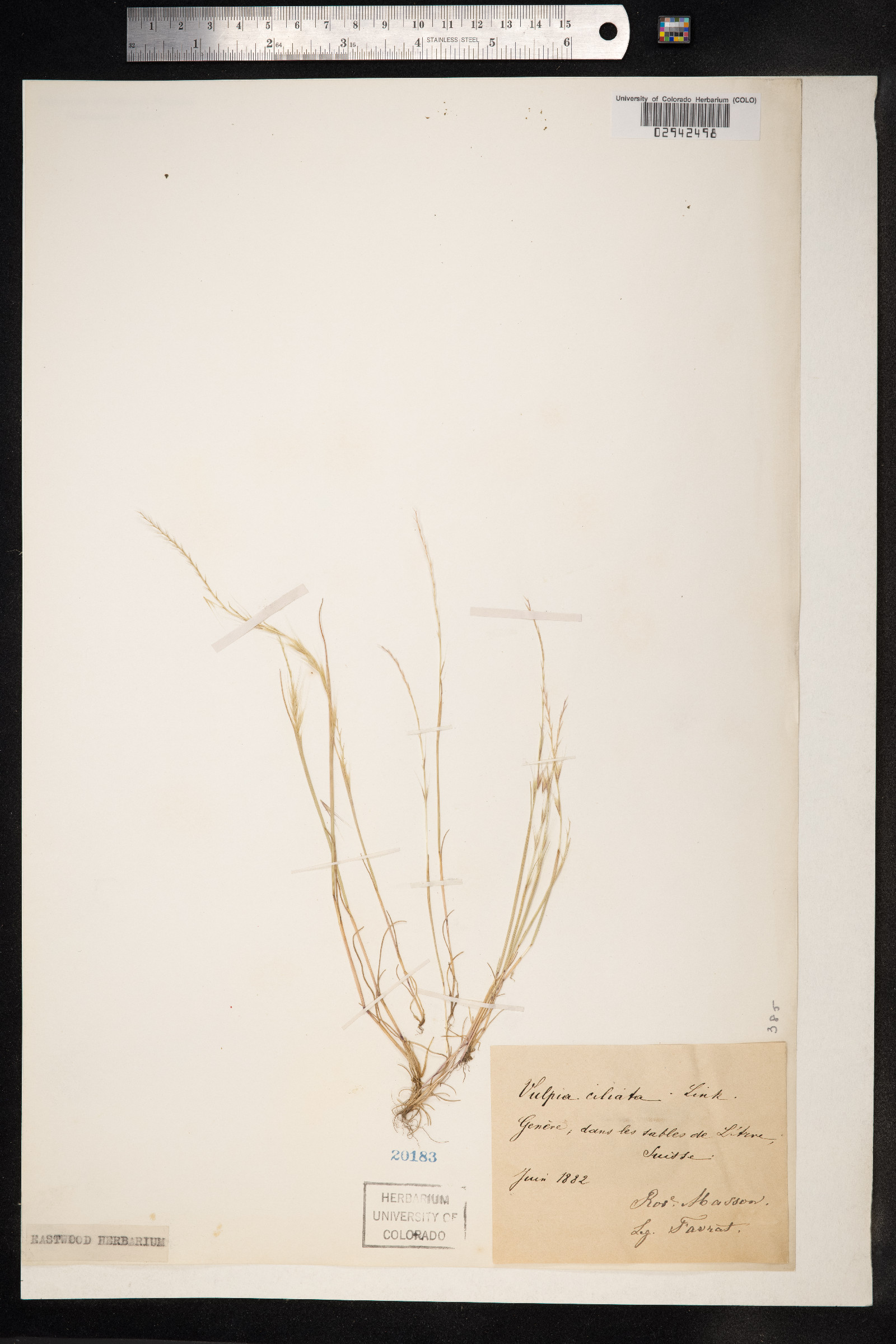 Vulpia ciliata image