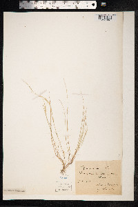 Vulpia ciliata image